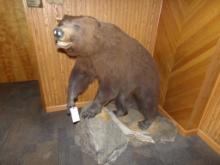 Full Mount Alaskan Brown Bear, Beautiful Work (Office Upstairs)