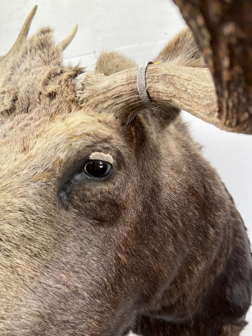 Wyoming Shiras Moose Taxidermy Mount