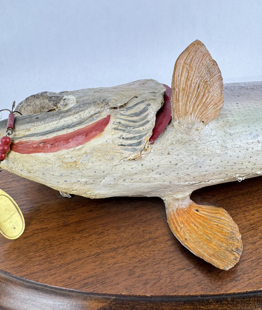 Snake River Wyoming Taxidermy Trout Mount