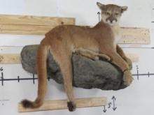 Lifeize Laying Mountain Lion on Rock Base TAXIDERMY
