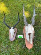 Nice set of Impala and Eland horns on partial skulls and wood panels, great taxidermy eland horns ar