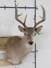 Older 12 Pt Whitetail Sh Mt TAXIDERMY