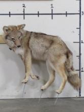 Nice Lifesize Coyote on Bolts TAXIDERMY