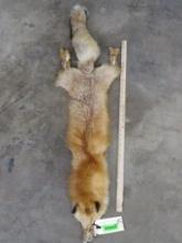 Nice & Soft Red Fox Hide 50"L TAXIDERMY