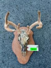 7 point, velvet antlers, on a full camo skull, on a wood display, great taxidermy decor, panel is 16