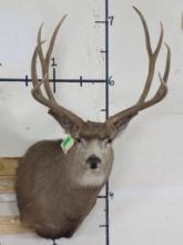 8Pt Mule Deer Rack Sh Mt TAXIDERMY