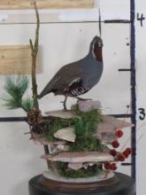 Very Nice Mountain Quail Bird Pedestal Mount, High Quality TAXIDERMY