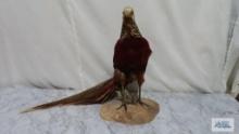 Golden pheasant...taxidermy....approximately 17 in. tall.