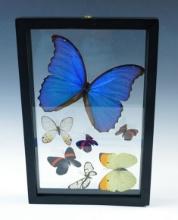 Attractive butterfly display that measures 11 3/4" x 7 3/4".