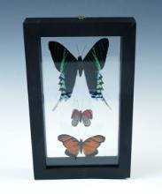 Attractive butterfly display that measures 4 3/4" x 7 3/4".