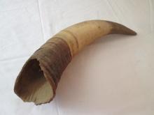 Old Steer Horn