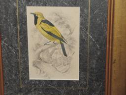Awesome Flycatcher Collection Diverse & Captivating Bird Species "Golden Monarch" Hand