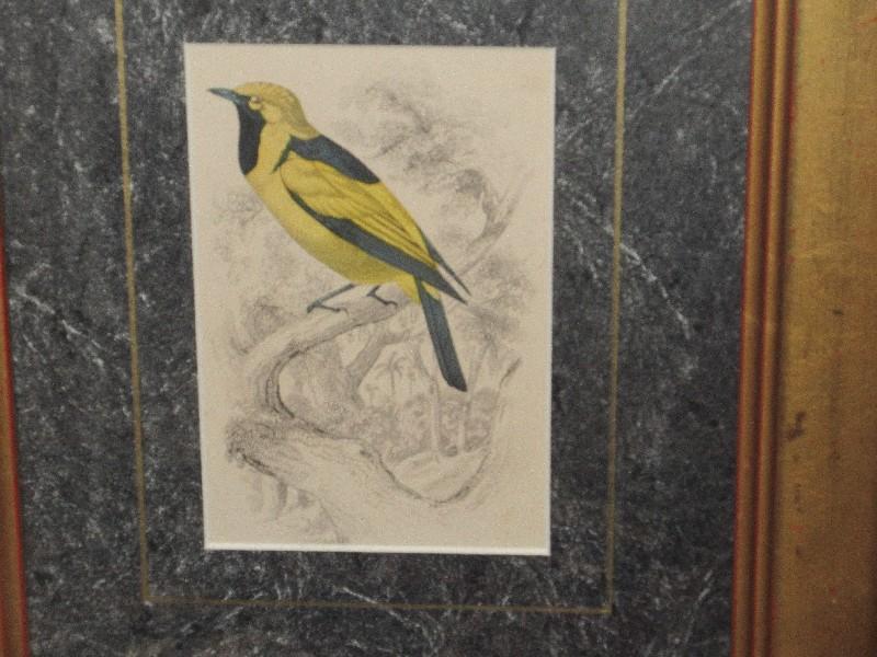 Awesome Flycatcher Collection Diverse & Captivating Bird Species "Golden Monarch" Hand