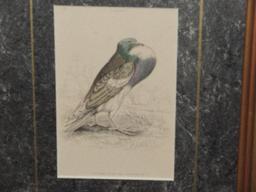 Awesome Jardine Naturalist's Library Collection Plate 15 Pewter or Copper Pigeon Hand Colored