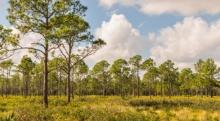 Polk County, Florida Land Waiting for You!