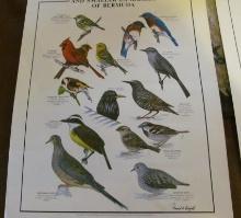 (3) David Wingate signed 1973 Birds & Reptiles